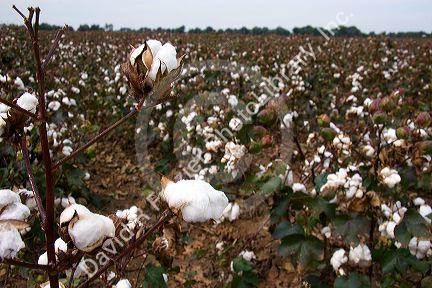 Cotton growing at New Madrid, Missouri.
