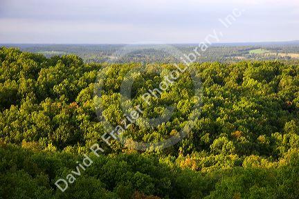 Hardwood forest in central Missouri.