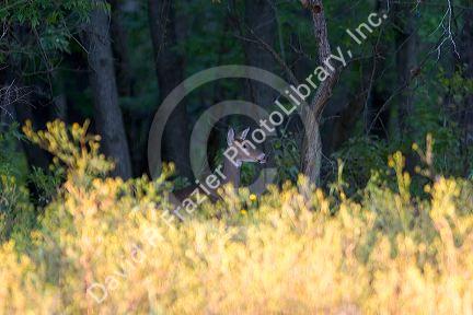 A deer at Swan Lake National Wildlife Refuge in Sumner, Missouri.