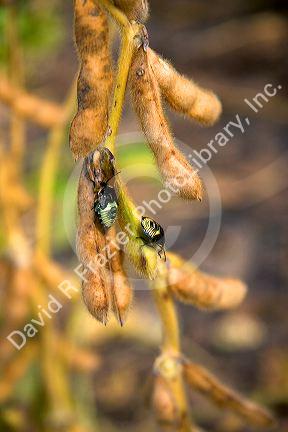 Stink bugs on unripe soy bean pods in Kansas.