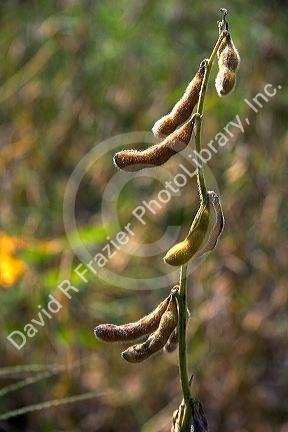 Soy beans pods.