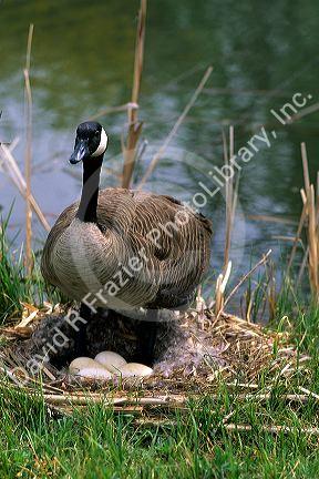 Canada goose with eggs in nest, Boise, Idaho.