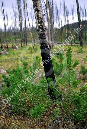 A small lodgepole pine trees grow among burned trees from a forest fire.  Photo taken in 1992, three growth years after 1988 Yellowstone Park Fire in Wyoming.