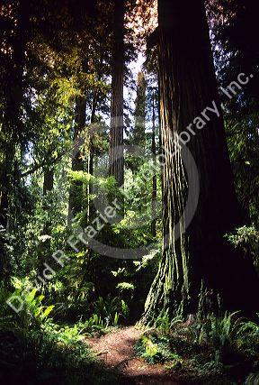 Redwood forest in Northern California.