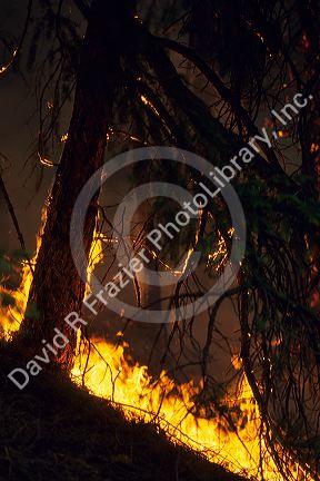 Conifer pine tree burns on a hillside in a wildfire, Idaho.