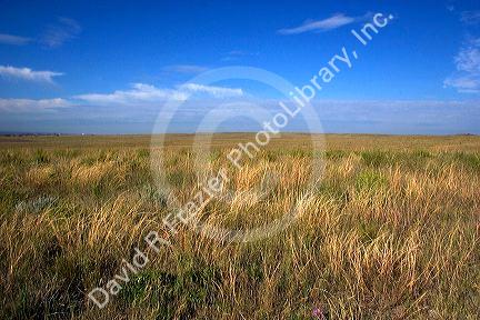 Grassland prairie east of Sidney, Nebraska.