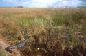 American alligator in the Florida everglades.