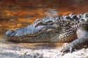 Close up of an american alligator at the J.N. Ding Darling National Wildlife Refuge on Sanibel Island, Florida.
