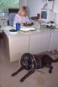 Blind office worker with guide dog.