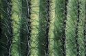 Extreme close up of saguaro cactus needles.