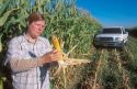 Female farmer checks her crop of corn.