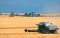 Combine harvests barley grain in eastern Idaho.