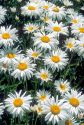 Shasta daisies in a field.