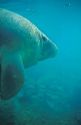 Manatee, sea cow in Florida waters.