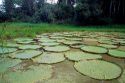 Giant lilly pads cover pond along the Amazon near Manaus Brazil.
