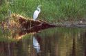 A great egret perched on a log in the Florida everglades.