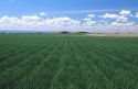 Green wheat field in canyon County Idaho.