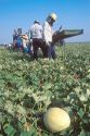 Honeydew melon harvest in the Rio Grande valley of Texas.