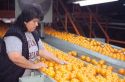 Woman employee grades oranges for packaging in Florida.