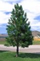 A ten year old ponderosa pine tree.
