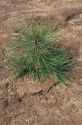 A one year old ponderosa pine tree.