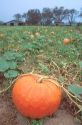 Pumpkins in a pumpkin patch in Georgia.