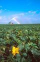 Yellow squash blossoms and plants being watered with irrigation pumps on trucks in the everglades near Homestead, Florida.