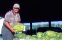 farmers with watermelons in cordele, georgia.