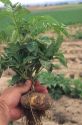 Potato plant sprouting from seed tuber.