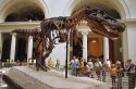 Tyrannosaurus Rex skeleton named Sue in the field museum of Chicago, Illinois.