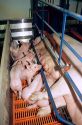 Piglets and their mother in a farrowing pen at a hog farm.