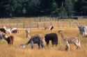 Domestic llama farm in Washington state.