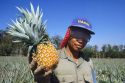 Pineapple field worker in Hawaii.