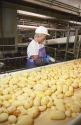 Workers use knives to remove blemished potatoes from a sorting line in a processing plant.