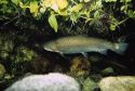 A rainbow trout swimming in a stream with vegetation.
