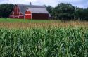 Red barn with corn field in the foreground, Watonwan County, Madelia, Minnesota.