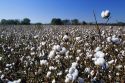A cotton field in South Carolina.