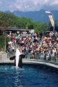 A killer whale performing before a crowd at the aquarium in Vancouver, Canada.