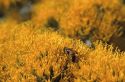 A honey bee sits on a bloom from a rabbit brush plant in Idaho.