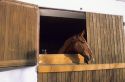 A horse looking out the stall of a barn in Germany.