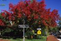 Fall colors at an intersection in colonial Williamsburg, Virginia.