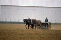 An Amish farmer sowing seeds with horse drawn planter in Lancaster County, Pennsylvania.
