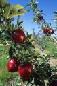 Red delicious apples on the tree.