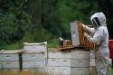 A beekeeper inspects hive.