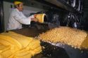 A worker feeds pressed curds into a machine that cuts it into small pieces in a cheese factory.