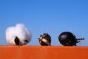 Three development stages of a cotton boll.