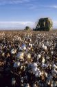 Cotton Harvest at Paloma Ranch in Gila Bend, Arizona.