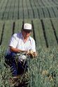 A farmer checks inspecting onion crop.