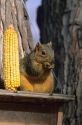 A squirrel eating corn from a feeder.