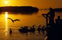 Pelicans and fisherman with sunset at an estuary in Key West, Florida.